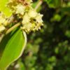 Ziziphus mauritiana - Indian Jujube, Indian Plum, Chinese Apple, Indian Date, Chinese Date, Dunks - Image 12