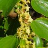 Ziziphus mauritiana - Indian Jujube, Indian Plum, Chinese Apple, Indian Date, Chinese Date, Dunks - Image 13