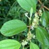 Ziziphus mauritiana - Indian Jujube, Indian Plum, Chinese Apple, Indian Date, Chinese Date, Dunks - Image 14