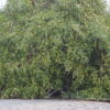 Ziziphus mauritiana - Indian Jujube, Indian Plum, Chinese Apple, Indian Date, Chinese Date, Dunks - Image 15