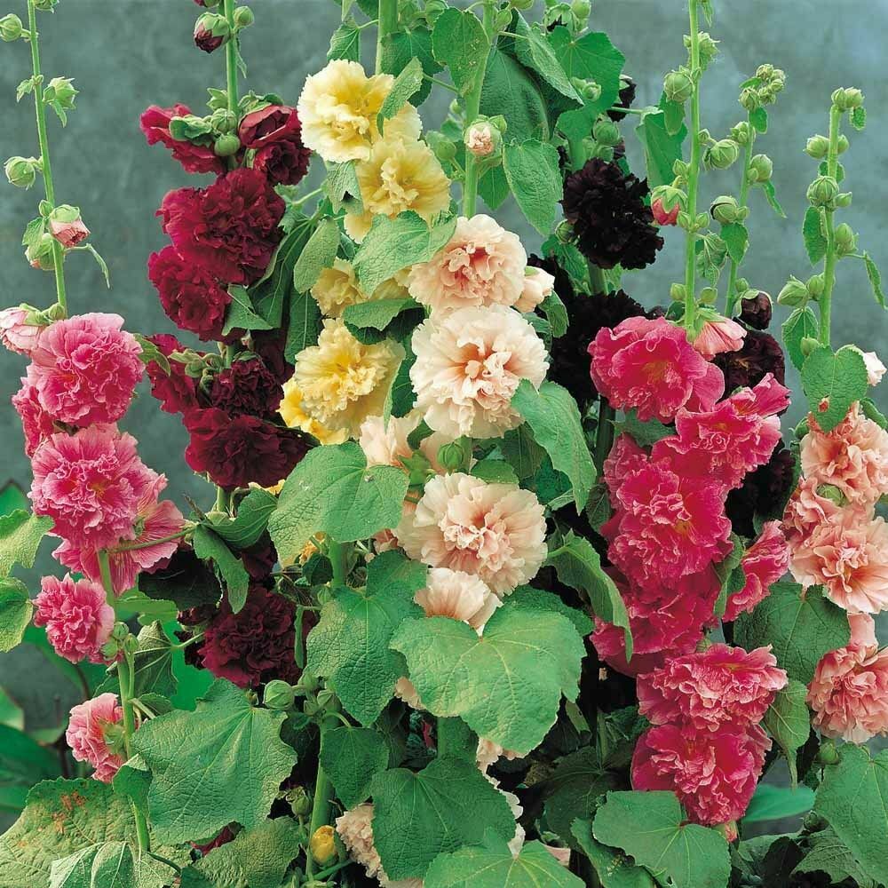 Alcea rosea 'Chater's Double Carnival Mix' - Alcea, Atléia, Royal