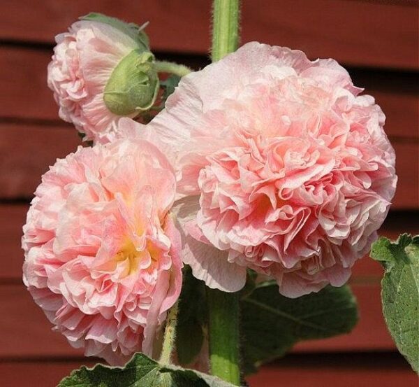 Alcea rosea 'Chater's Double Group Salmon Pink' - Hollyhock, Alcea, Atléia, Royal Malva, Malvaisco