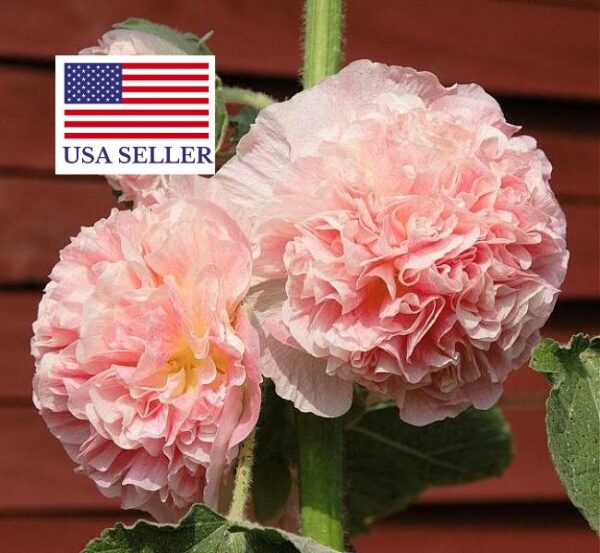 Alcea rosea 'Chater's Double Group Salmon Pink' - Hollyhock, Alcea, Atléia, Royal Malva, Malvaisco - Image 2