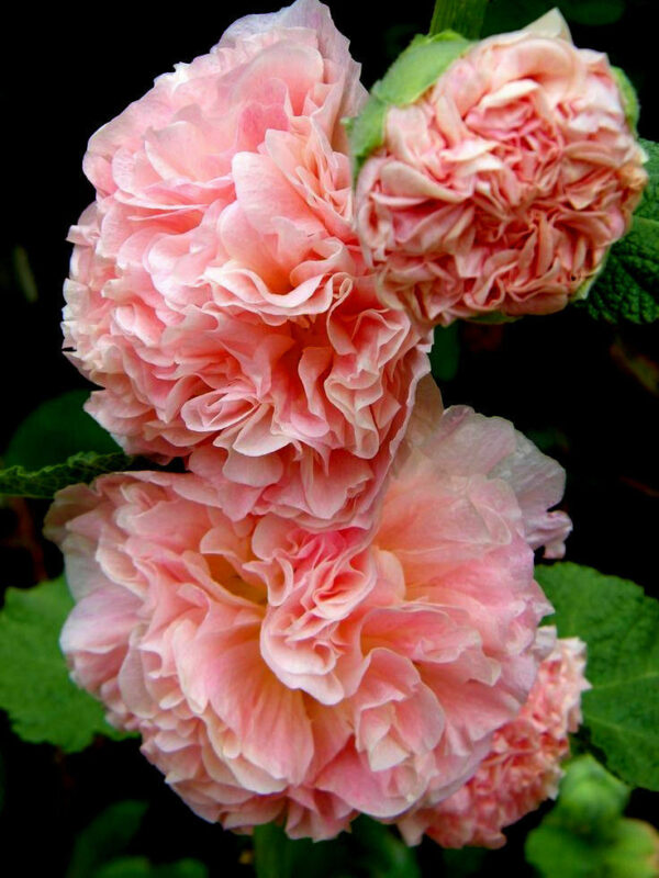 Alcea rosea 'Chater's Double Group Salmon Pink' - Hollyhock, Alcea, Atléia, Royal Malva, Malvaisco - Image 5