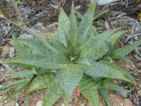 Aloe maculata 'Robusta' - Soap Aloe - Image 4