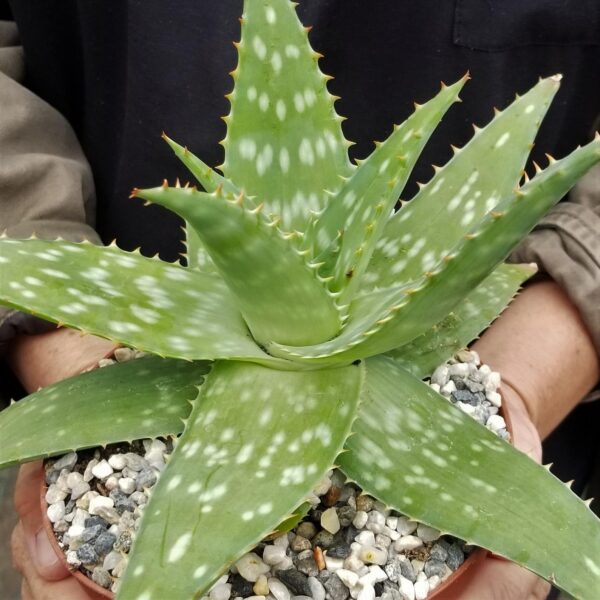 Aloe maculata 'Robusta' - Soap Aloe - Image 6