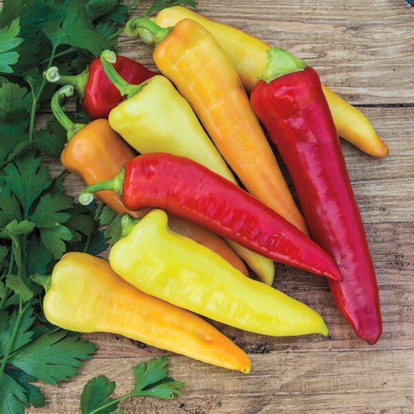 Capsicum annuum / Capsicum abyssinicum / Capsicum angulosum - Banana Pepper, Sweet Banana - Image 3
