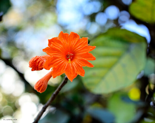 Cordia sebestena - Aloe Wood, Anacahuita, Anaconda, Anaconoa, Avellana, Avellano Criollo, Bois rape, Caramboli, Coquelicot, Geiger Tree, Large-leaf Geigertree, Scharlachkordie, Sebesteira-Verdadeira, Sebestenenbaum - Image 2