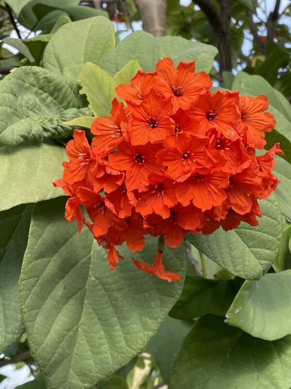 Cordia sebestena - Aloe Wood, Anacahuita, Anaconda, Anaconoa, Avellana, Avellano Criollo, Bois rape, Caramboli, Coquelicot, Geiger Tree, Large-leaf Geigertree, Scharlachkordie, Sebesteira-Verdadeira, Sebestenenbaum - Image 3