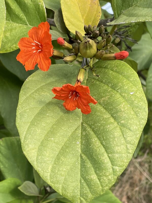 Cordia sebestena - Aloe Wood, Anacahuita, Anaconda, Anaconoa, Avellana, Avellano Criollo, Bois rape, Caramboli, Coquelicot, Geiger Tree, Large-leaf Geigertree, Scharlachkordie, Sebesteira-Verdadeira, Sebestenenbaum - Image 4