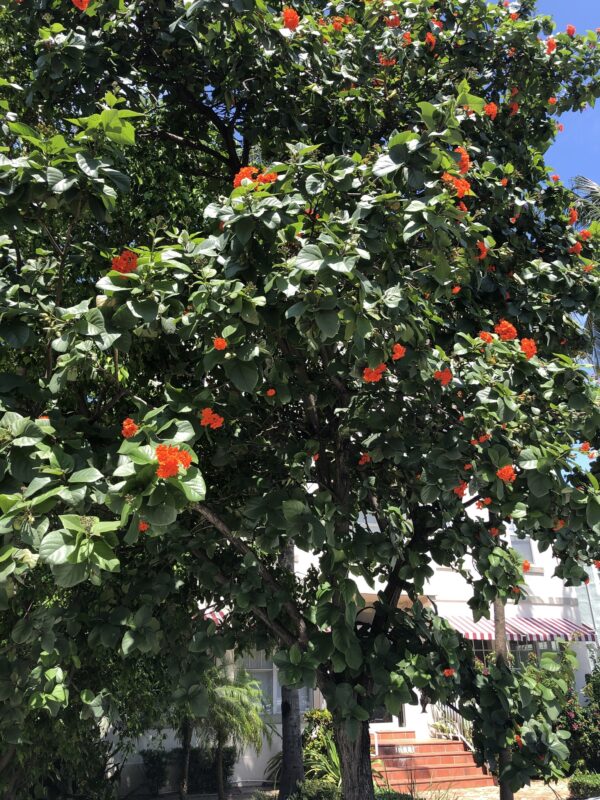Cordia sebestena - Aloe Wood, Anacahuita, Anaconda, Anaconoa, Avellana, Avellano Criollo, Bois rape, Caramboli, Coquelicot, Geiger Tree, Large-leaf Geigertree, Scharlachkordie, Sebesteira-Verdadeira, Sebestenenbaum - Image 6