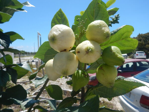 Cordia sebestena - Aloe Wood, Anacahuita, Anaconda, Anaconoa, Avellana, Avellano Criollo, Bois rape, Caramboli, Coquelicot, Geiger Tree, Large-leaf Geigertree, Scharlachkordie, Sebesteira-Verdadeira, Sebestenenbaum - Image 9