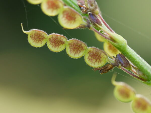 Desmodium gangeticum - Salparni - Image 2