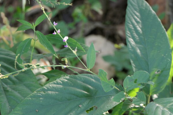 Desmodium gangeticum - Salparni - Image 3