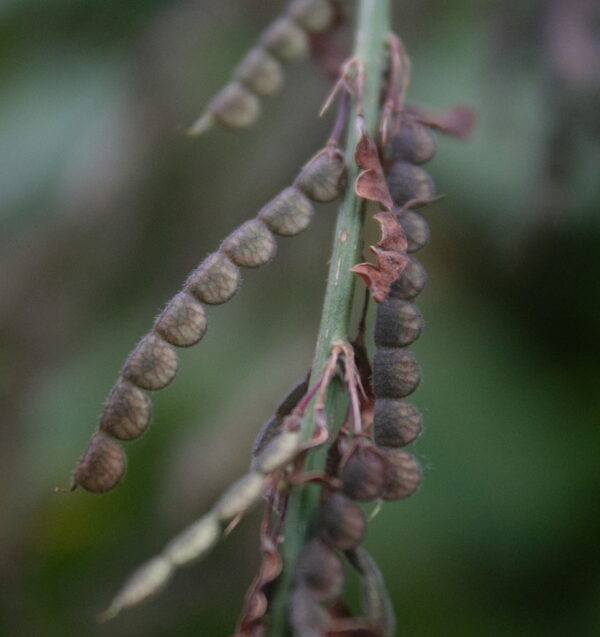 Desmodium gangeticum - Salparni - Image 5