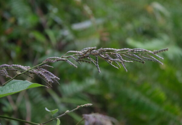 Desmodium gangeticum - Salparni - Image 6