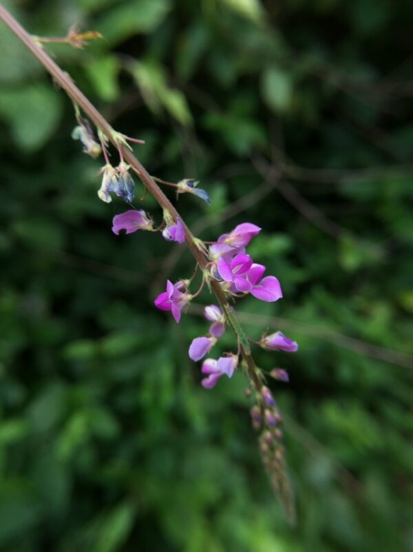 Desmodium gangeticum - Salparni - Image 7