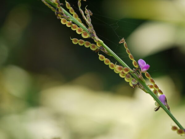 Desmodium gangeticum - Salparni - Image 8