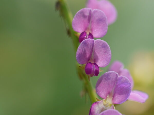 Desmodium gangeticum - Salparni - Image 9