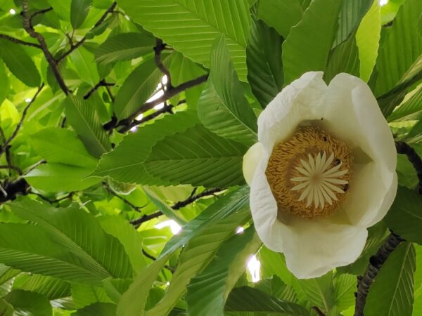 Dillenia indica - Elephant Apple, Chalta, Chulta, Dillenia, Fruta-Estrela, Hondapara, Indischer Rosenapfel, Karambel, Ukesla indyjska
