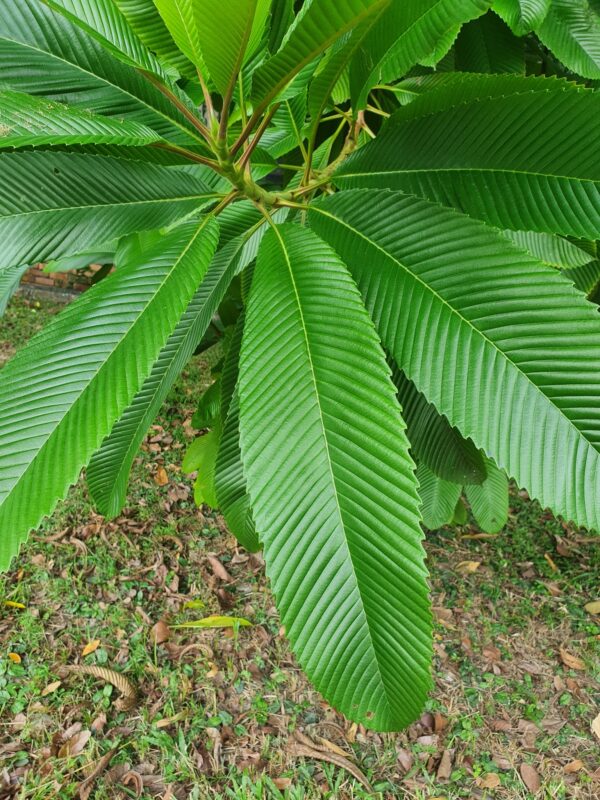 Dillenia indica - Elephant Apple, Chalta, Chulta, Dillenia, Fruta-Estrela, Hondapara, Indischer Rosenapfel, Karambel, Ukesla indyjska - Image 2