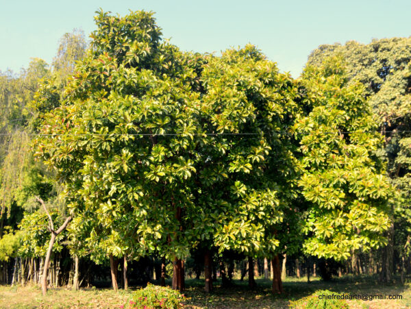 Dillenia indica - Elephant Apple, Chalta, Chulta, Dillenia, Fruta-Estrela, Hondapara, Indischer Rosenapfel, Karambel, Ukesla indyjska - Image 3