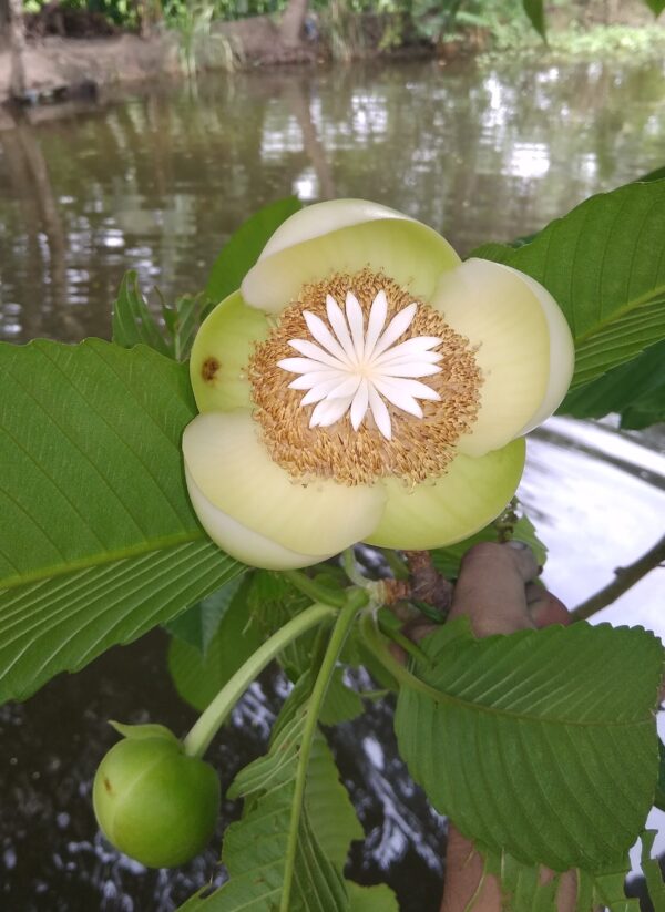 Dillenia indica - Elephant Apple, Chalta, Chulta, Dillenia, Fruta-Estrela, Hondapara, Indischer Rosenapfel, Karambel, Ukesla indyjska - Image 4