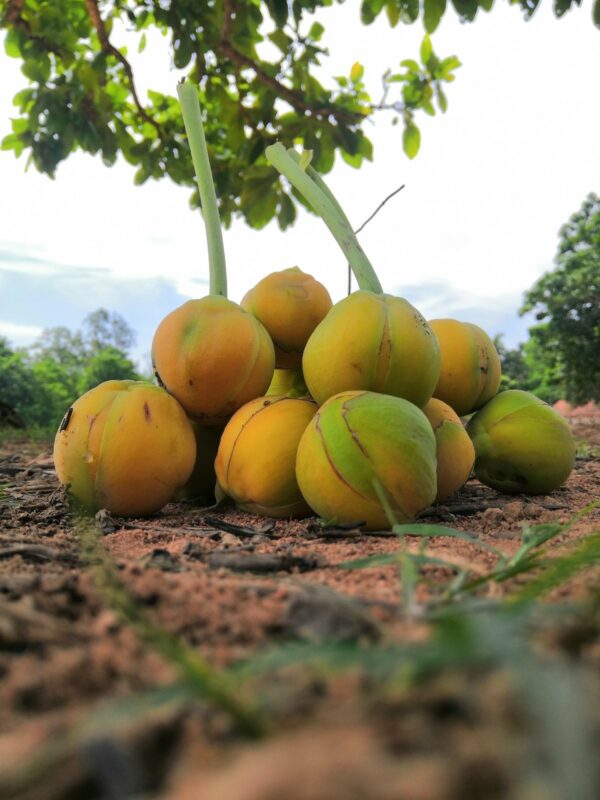 Dillenia indica - Elephant Apple, Chalta, Chulta, Dillenia, Fruta-Estrela, Hondapara, Indischer Rosenapfel, Karambel, Ukesla indyjska - Image 5