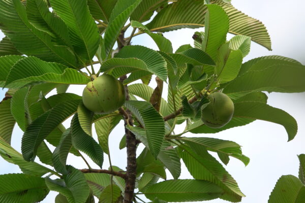 Dillenia indica - Elephant Apple, Chalta, Chulta, Dillenia, Fruta-Estrela, Hondapara, Indischer Rosenapfel, Karambel, Ukesla indyjska - Image 6