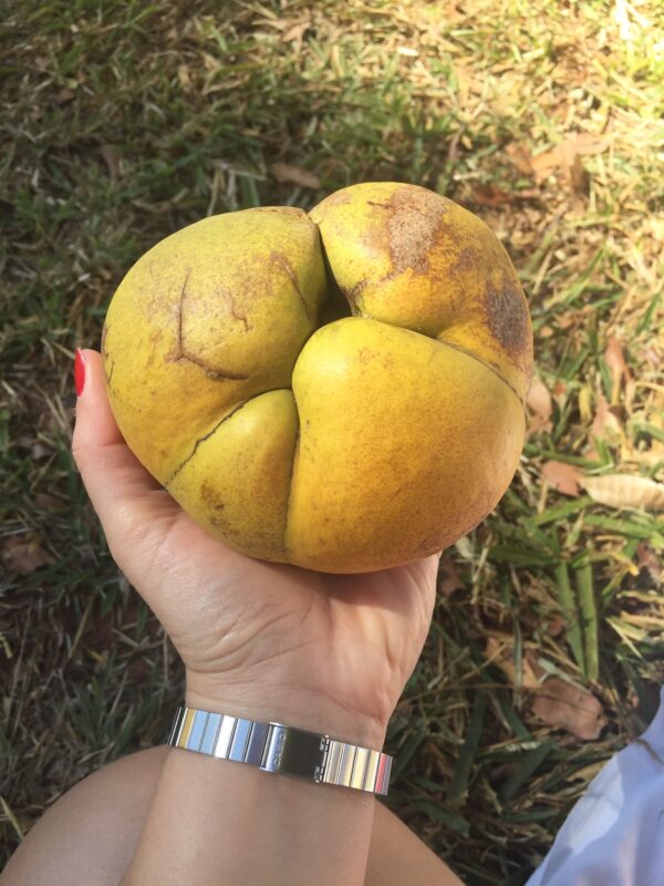 Dillenia indica - Elephant Apple, Chalta, Chulta, Dillenia, Fruta-Estrela, Hondapara, Indischer Rosenapfel, Karambel, Ukesla indyjska - Image 9