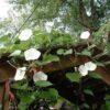 Ipomoea tricolor 'Pearly Gates' - Morning Glory, Mexican Morning Glory,  Pearly Gates, Morning Glory White Magic, Viola Rope, Ringer - Image 4