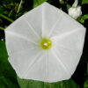 Ipomoea tricolor 'Pearly Gates' - Morning Glory, Mexican Morning Glory,  Pearly Gates, Morning Glory White Magic, Viola Rope, Ringer - Image 5