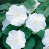 Ipomoea tricolor 'Pearly Gates' - Morning Glory, Mexican Morning Glory,  Pearly Gates, Morning Glory White Magic, Viola Rope, Ringer - Image 6