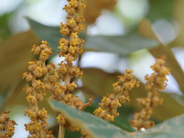Mallotus tetracoccus / Rottlera ferruginea - Rusty Kamala - Image 3