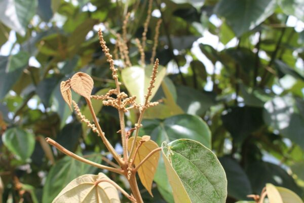 Mallotus tetracoccus / Rottlera ferruginea - Rusty Kamala - Image 4