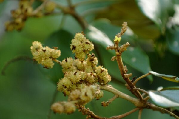 Mallotus tetracoccus / Rottlera ferruginea - Rusty Kamala - Image 5