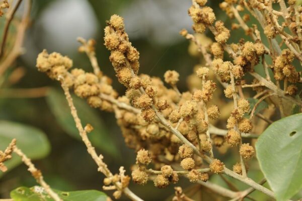 Mallotus tetracoccus / Rottlera ferruginea - Rusty Kamala - Image 6