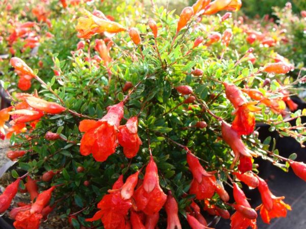 Punica granatum var. nana - Dwarf pomegranate, baby pomegranate - Image 2