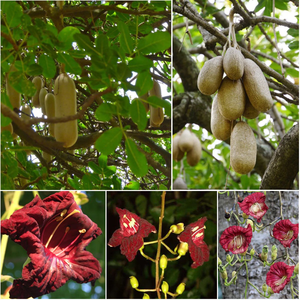 Kigelia pinnata - Kigelia africana, Sausage Tree, Sausage tree - Ouriques  Farm