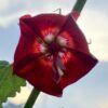 Pentapetes phoenicea - Noon Flower, Scarlet Mallow, Midday Flower - Image 2