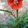 Pentapetes phoenicea - Noon Flower, Scarlet Mallow, Midday Flower - Image 3