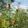 Pentapetes phoenicea - Noon Flower, Scarlet Mallow, Midday Flower - Image 4