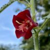 Pentapetes phoenicea - Noon Flower, Scarlet Mallow, Midday Flower - Image 5