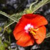 Pentapetes phoenicea - Noon Flower, Scarlet Mallow, Midday Flower - Image 6