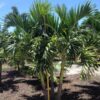 Adonidia merrillii - Manila Palm, Christmas palm - Image 2