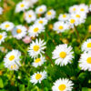 Bellis perennis - English Daisy