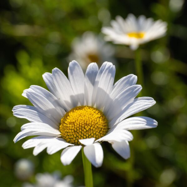 Bellis perennis - English Daisy - Image 2