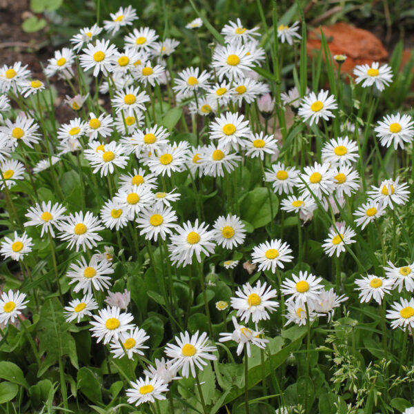 Bellis perennis - English Daisy - Image 3
