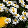 Bellis perennis - English Daisy - Image 4