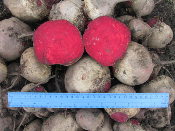 Beta vulgaris subsp. vulgaris 'Conditiva' - Beetroot, Beets, Table Beet, Garden Beet, Red Beet, Dinner Beet, Golden Beet